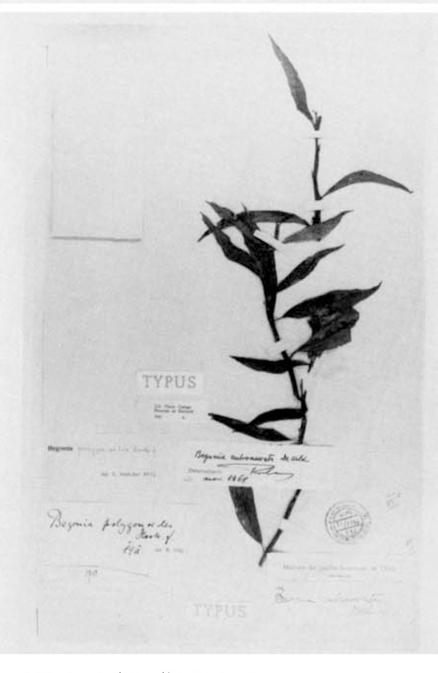 B. rubronervata